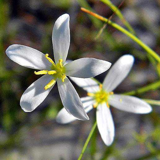 Shortleaf Rose Gentian