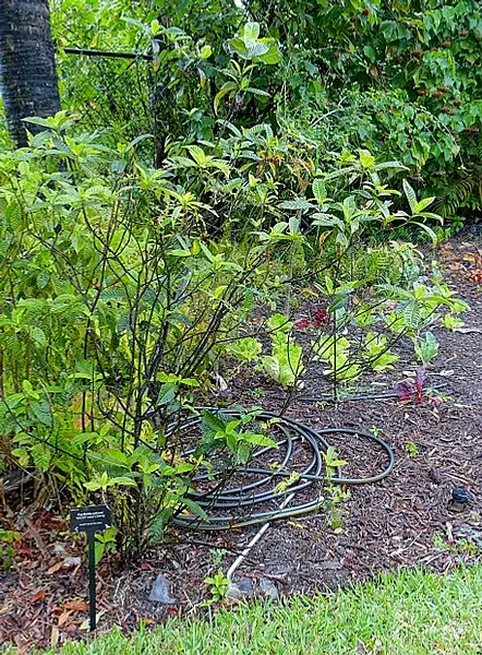Uragoga Sessilifolia