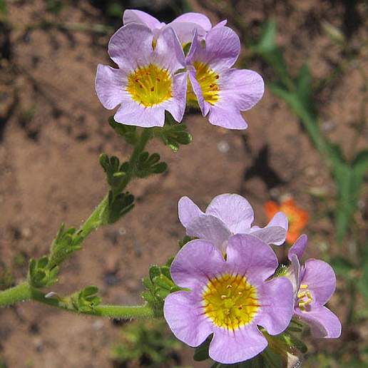 Phacelia Leucantha