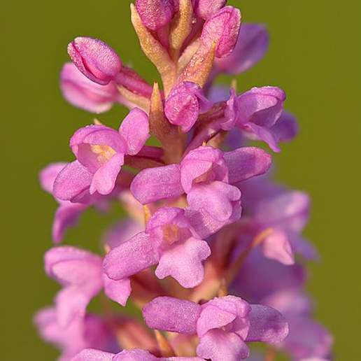 Short Spurred Fragrant Orchid