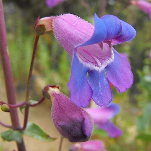 Showy Penstemon