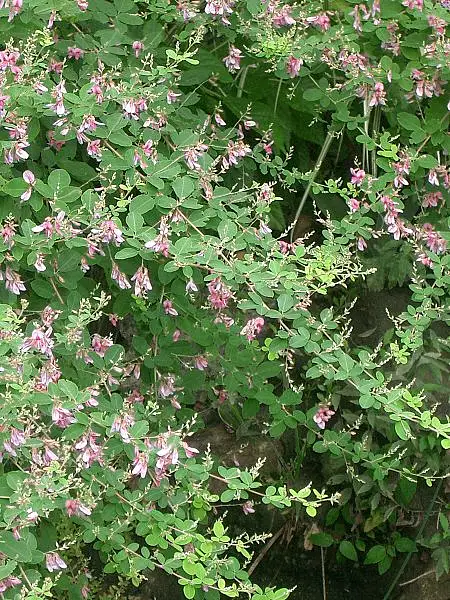 Bicolor Lespedeza