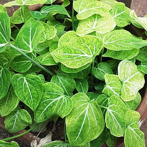 Florida Red Ruffle Caladium