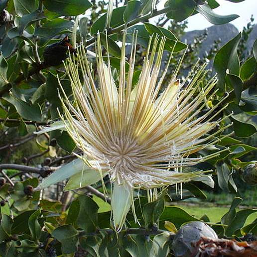 Erodendrum Bombycinum