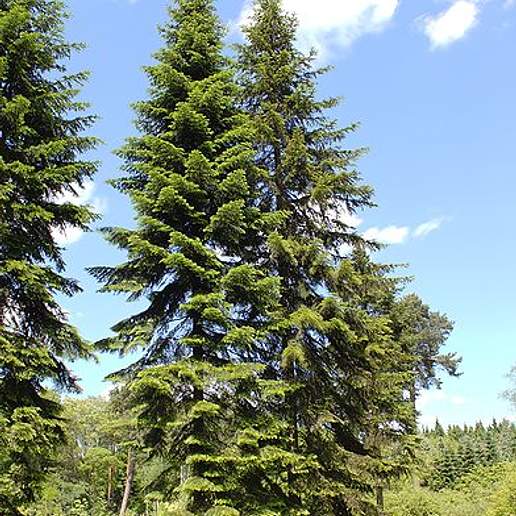 Siberian Silver Fir