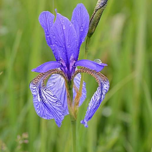 Siberian Iris