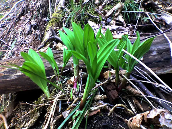 Allium Wenchuanense