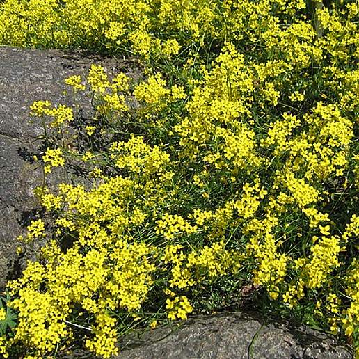 Siberian Draba