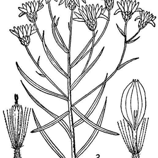 Sickleleaf Silkgrass