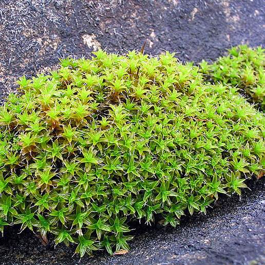 Sidewalk Screw Moss