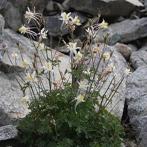 Sierra Columbine