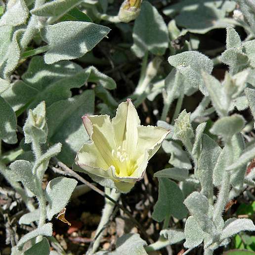 Sierra False Bindweed