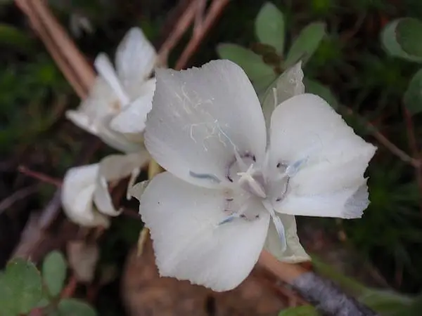 Sierran Mariposa Lily