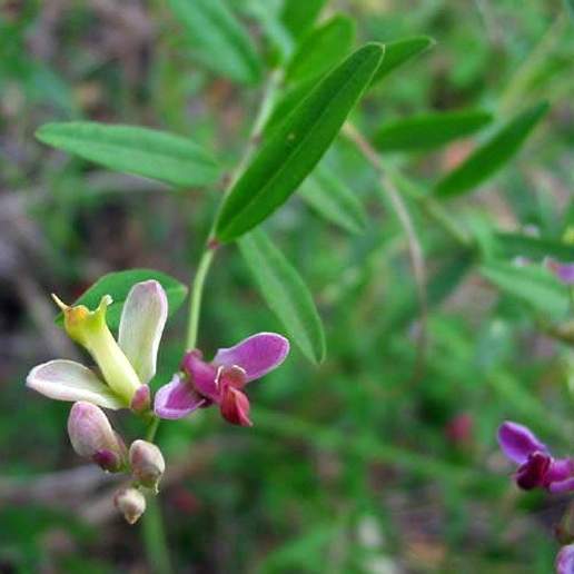 Polygala Cornuta Cornuta