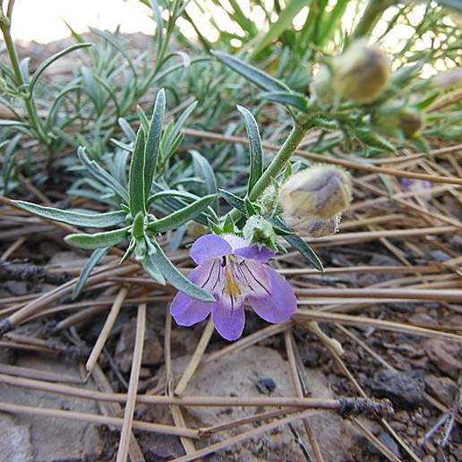 Toadflax Penstemon