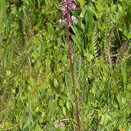 Elephant's Head Lousewort
