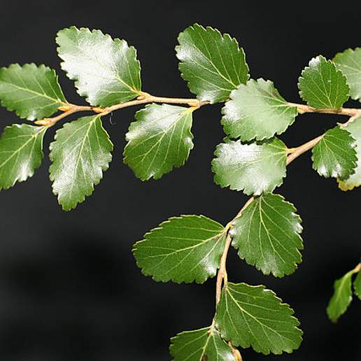 Menzies's Silver Beech