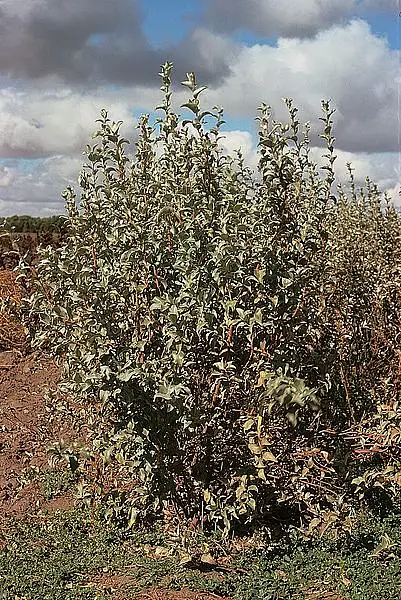 Wolf Willow