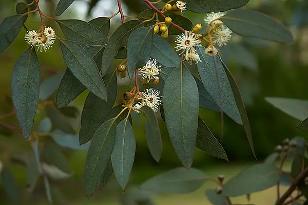 Cider Eucalypt Tree