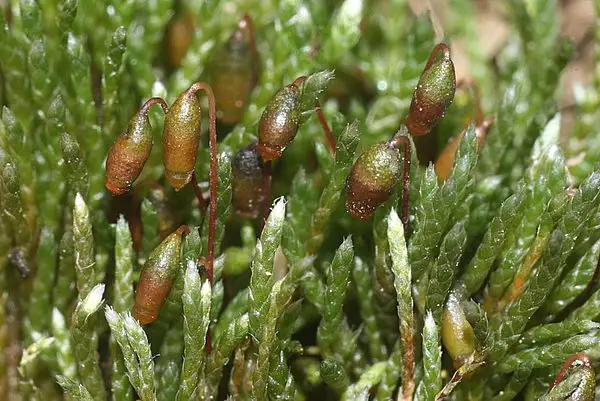 Silvery Bryum