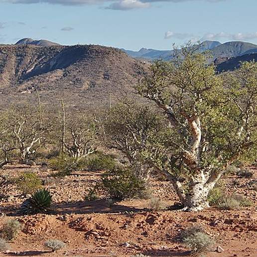 Succulent Elephant Trees