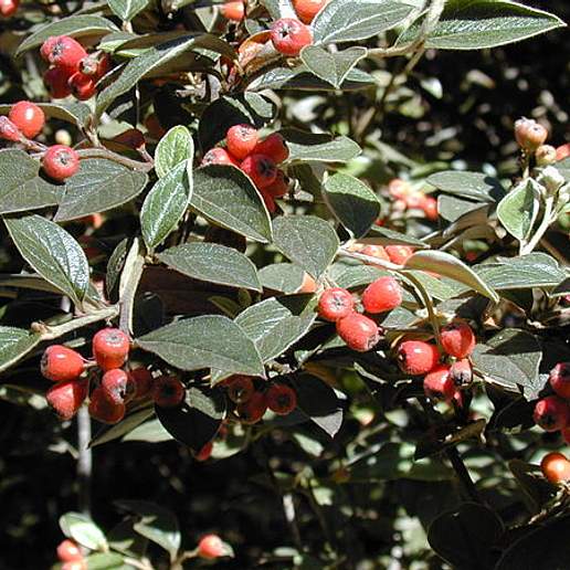 Silver Leaved Cotoneaster