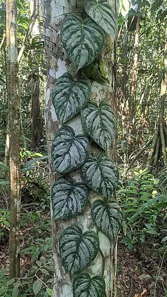 Silver Leaf Philodendron