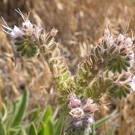 Silverleaf Phacelia