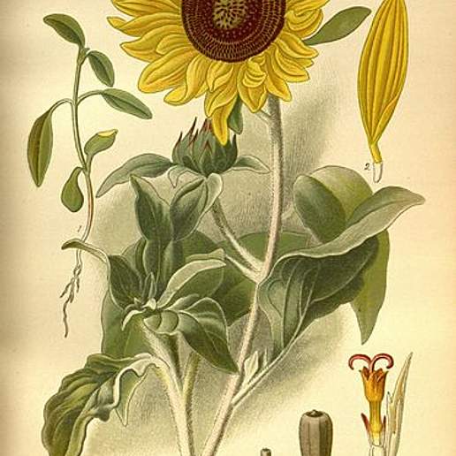Silverleaf Sunflower