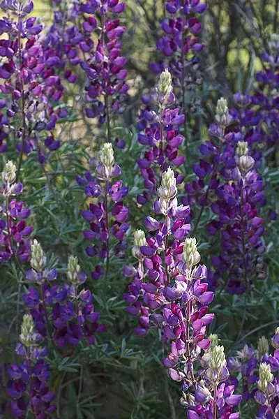Silver Bush Lupine