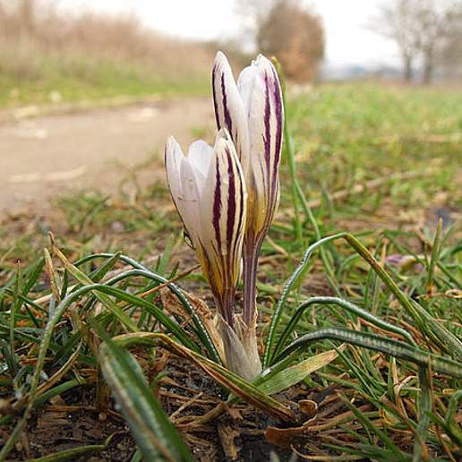 Scotch Crocus