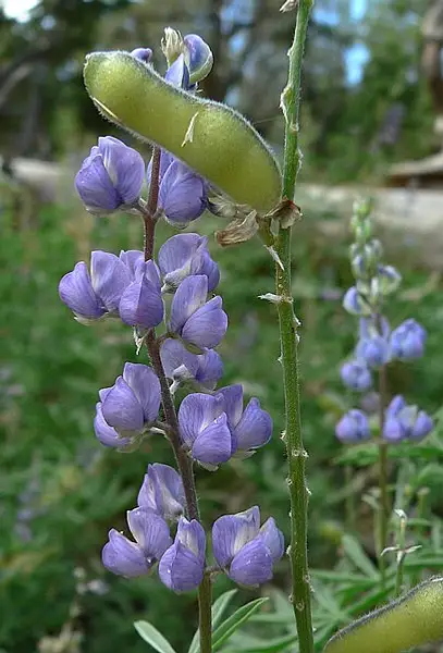 Silver Stem Lupine