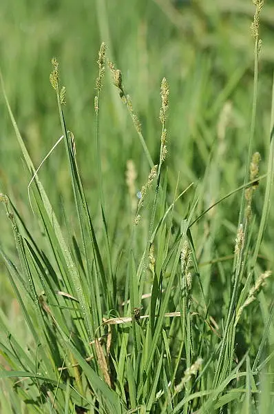 White Sedge
