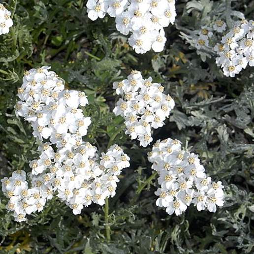 Silvery Yarrow