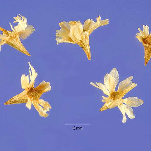 Singlewhorl Burrobrush