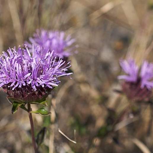 Serpentine Monardella