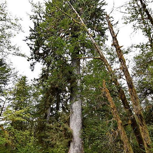 Coast Spruce