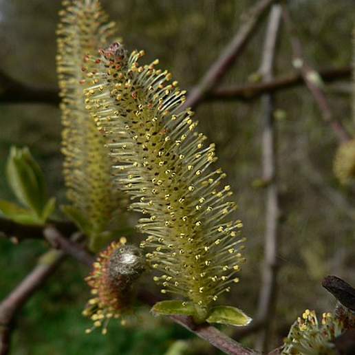Sitka Willow