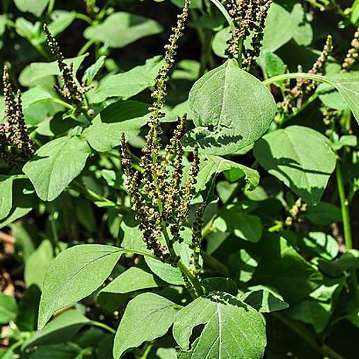 Green Amaranth