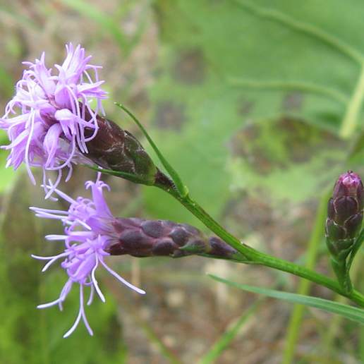 Slender Blazing Star