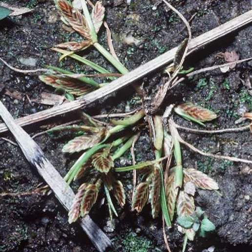 Shining Flat Sedge