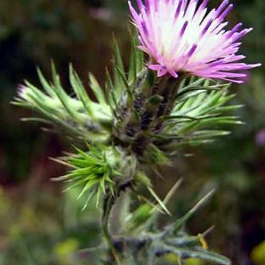 Winged Slender Thistle