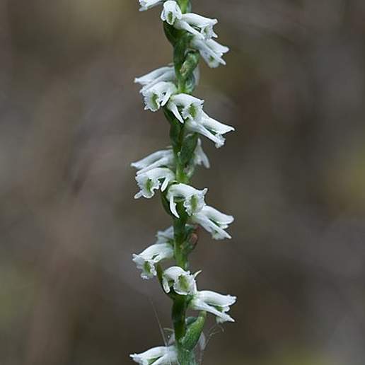 Northern Slender Lady's Tresses