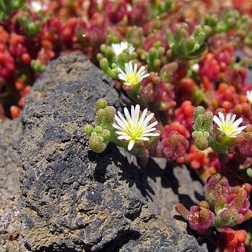 Slender Leaf Iceplant