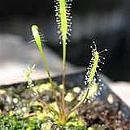 Linear Leaved Sundew