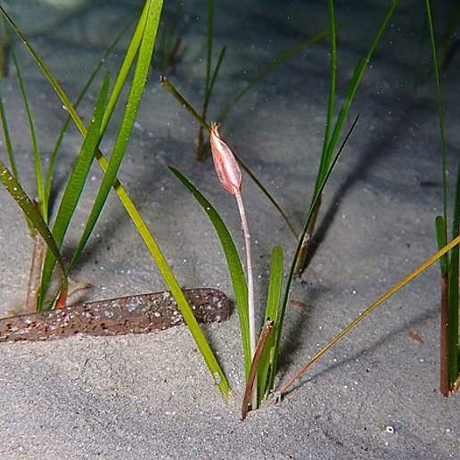 Lesser Neptune Grass
