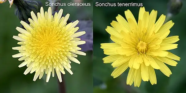 Slender Sowthistle