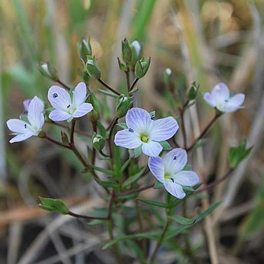 Slender Speedwell