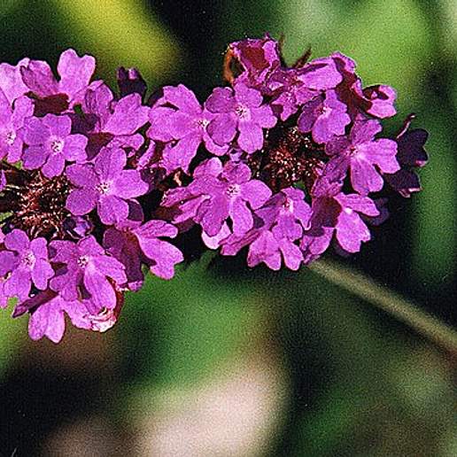 Veined Verbena