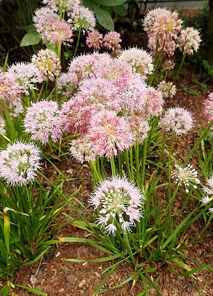 Siberian Garlic Chives